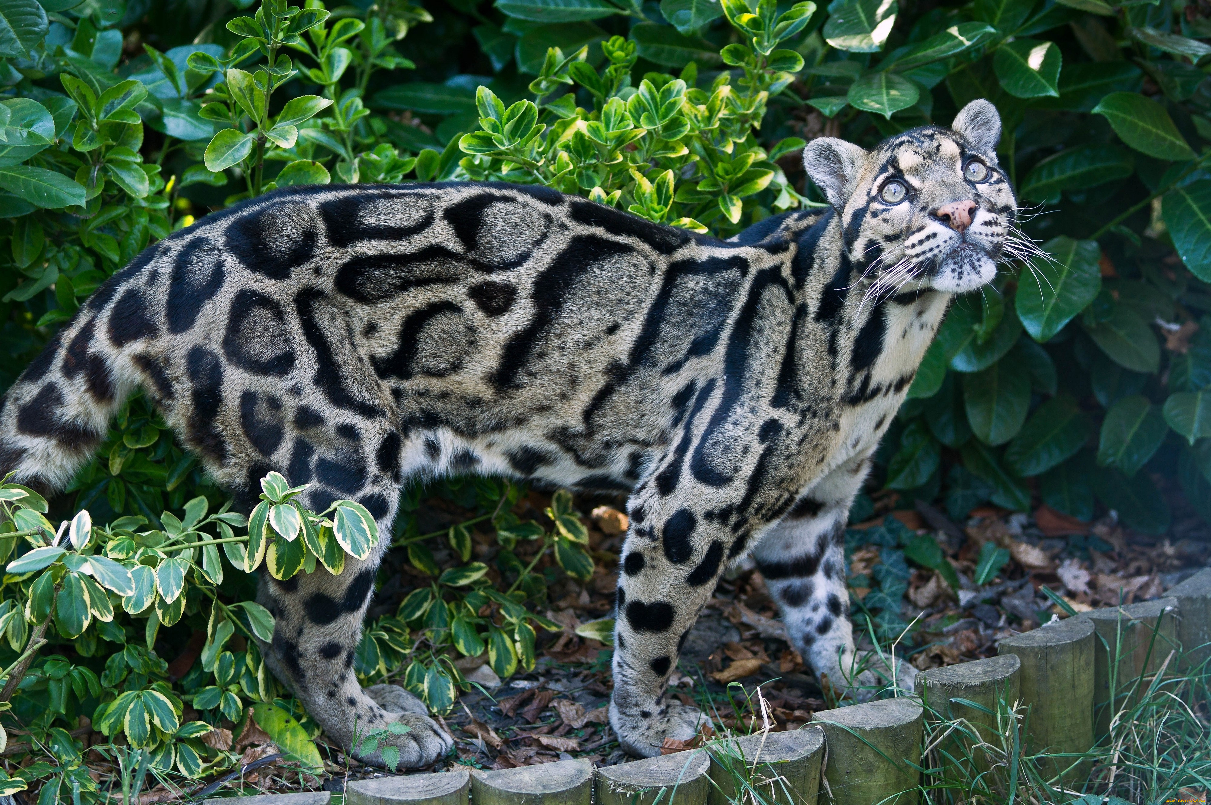 Как называется пестрая. Дымчатый леопард. Борнейский дымчатый леопард. Кошка - дымчатый леопард. Дымчатый леопард Саблезубый.